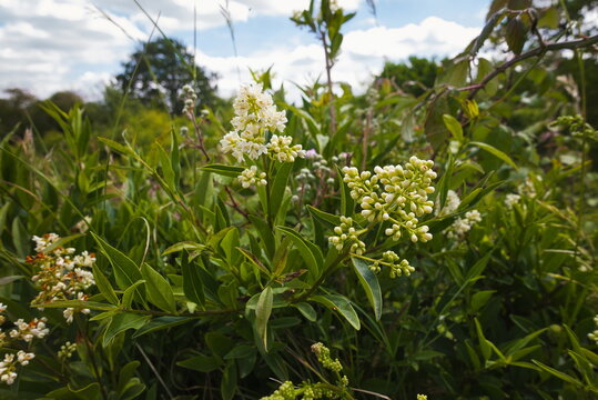 Barnack, Cambridgeshire, England, UK - June 16 2026: Barnack Hills and Holes Nature Reserve wild privet or Ligustrum vulgare combination of buds and blooming flowers
