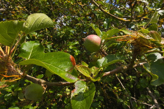 Barnack, Cambridgeshire, England, UK - June 16 2026: Barnack Hills and Holes Nature Reserve - Crab apple just starting to ripen in the June sun.