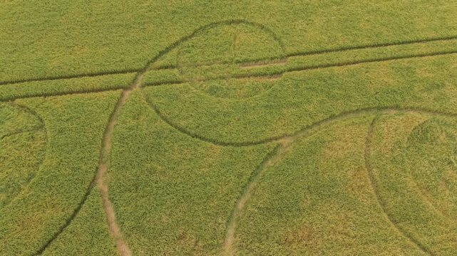 Aerial footage of a mysterious, intricate, geometric crop art, crop circle formation in a barley field near near Snap Hill, Kingweston, Somerset, England, UK; 10 May 2026