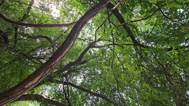 A rough, jagged branch extends low over a calm river shore. The downward camera reveal transitions into an open, sunlit waterway framed by dense overhanging greenery and distant green riverbanks.