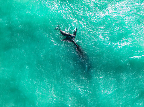 Aerial view of a southern right whale and its calf swimming through the turquoise waters of De Hoop Nature Reserve in Potberg, Western Cape, South Africa.