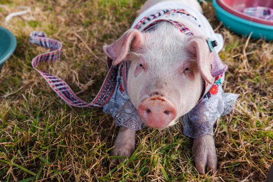 Piglet costume contest at the Otavalo Animal Market.