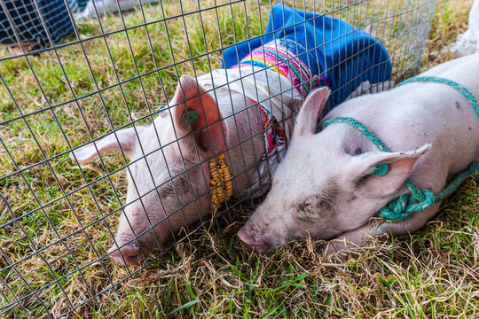Piglet costume contest at the Otavalo Animal Market.
