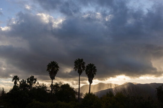 palm trees against dramatic sunset sky