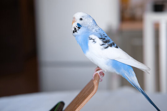 Blue white budgie perched on armrest, quiet indoor portrait of tame parakeet showcasing speckled plumage and delicate beak, soft neutral background, closeup resting pose conveying companion bird vibe