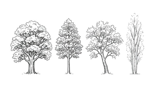Hand drawn vintage tree sketches, set of 4 botanical vector illustrations, black and white ink style forest trees for landscape design and architectural site plans