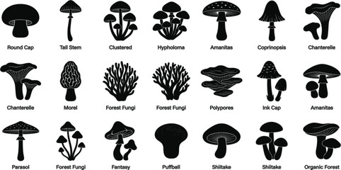 Edible and Wild Mushroom Silhouette Icon Set with Chanterelle Morel Shiitake and Forest Fungi Species for Nature Guides Infographics and Educational Graphics © MstMinara