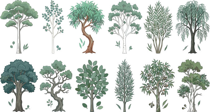 Eucalyptus and Australian Native Tree Vector Collection with Various Species, Gum Leaves, and Realistic Forest Elements for Nature and Landscape Designs