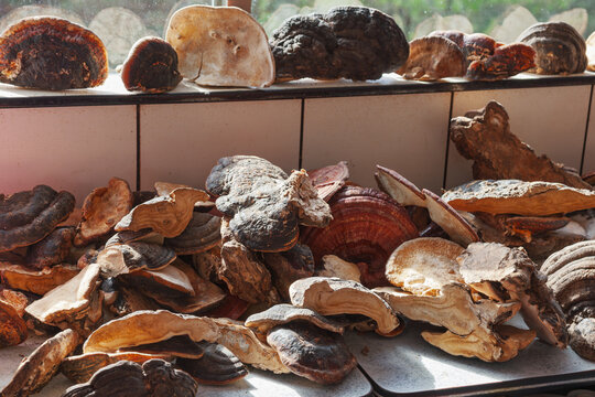 Assorted dried medicinal mushrooms in Taiwan shop