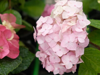 Obraz premium Hydrangea macrophylla blooming. Magenta, white and pink heads of bigleaf hydrangea flower petals. Beautiful Garden. Landscaping trend. Shrubbery blooms in backyard. Green landscaped design. Closeup