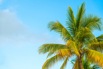 Yellow coconut palm on the blue sky background © Maria