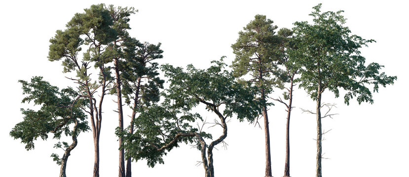 Set of Taxus baccata and Pinus radiata frontal isolated png on a transparent background perfectly cutout