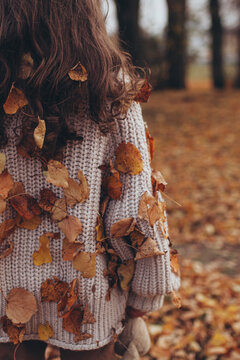 Close-up back view of girl with curly hair wearing chunky knit sweater covered in fallen autumn leaves. Cozy, atmospheric autumn. Seasonal transition, fall fashion, aesthetic beauty of outdoors.