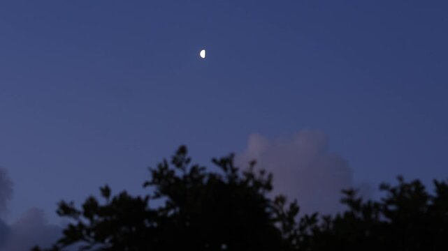 Half Moon third quarter with windy tree silhouettes on a morning blue hour sky.
