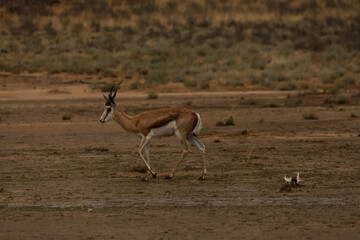 Naklejka premium Wet Springbok Antelope in Kgalagadi Transfrontier Park 17263