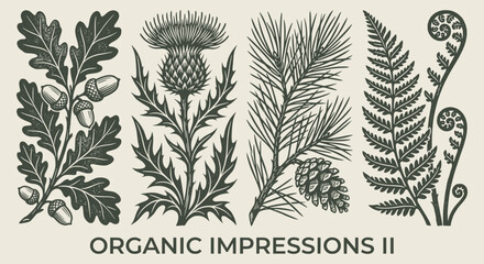 Antique botanical engraving print set. oak leaf branch, acorns, thistle flower, pine cone, fern fronds. for classic nature books, organic packaging, vintage labels. rustic vector art. © ARTIST LAB