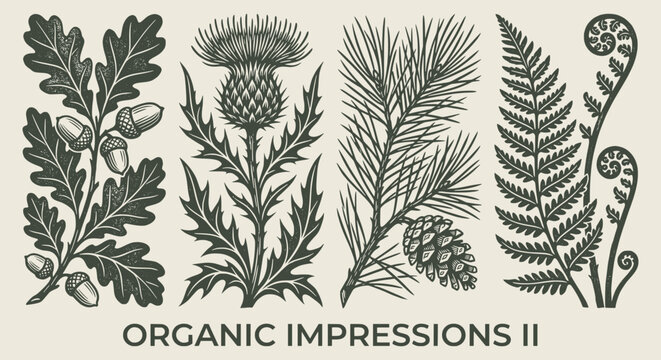 Antique botanical engraving print set. oak leaf branch, acorns, thistle flower, pine cone, fern fronds. for classic nature books, organic packaging, vintage labels. rustic vector art.