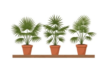 Fototapeta premium Three green indoor palm plants in orange pots on a wooden stand isolated on white background