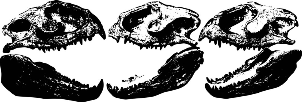 Three black and white reptile skull illustrations showing side profile with open jaws