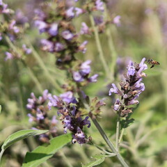 Obraz premium Honey bee flying toward purple sage flowers in garden