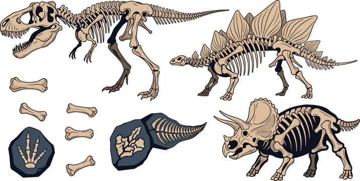 dinosaur, skeleton, fossils, prehistoric, bones, paleontology, t-rex, stegosaurus, triceratops, vector, illustration, graphic, design element