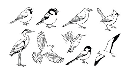 Vintage hand drawn bird illustrations, set of 9 black and white avian vector icons, minimalist wildlife sketches for nature branding and educational design © Alea_John