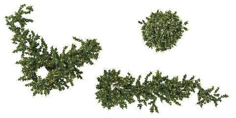 Fototapeta premium Collection of Trachelospermum plants isolated on white background from the top view
