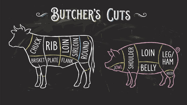 Butchers meat cuts chart engraved diagram. Cow and pork meat cut