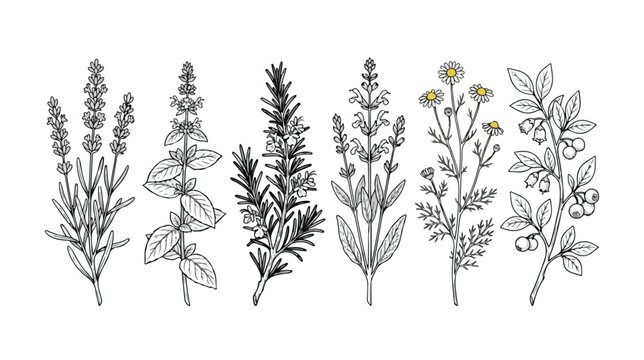 Vintage botanical herb sketches, set of 6 hand drawn medicinal plants, black ink line art of lavender rosemary and chamomile for organic packaging