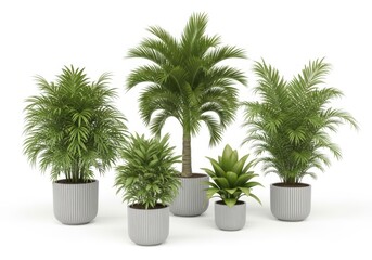 Obraz premium Five green palm plants in white pots on a plain background isolated on white background