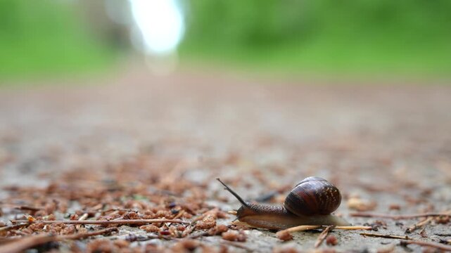 Close up shot of a small land snail with a shell slowly moving on the ground covered with dry pine needles and debris in a forest