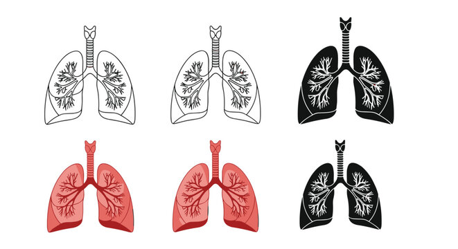 Human lungs anatomical diagrams showing the internal structure in different styles including line art and colored versions.