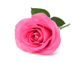 Fototapeta premium Bunch of rosy roses isolated on white 