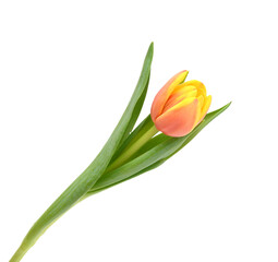 Fototapeta premium Colorful tulip flowers isolated on white 