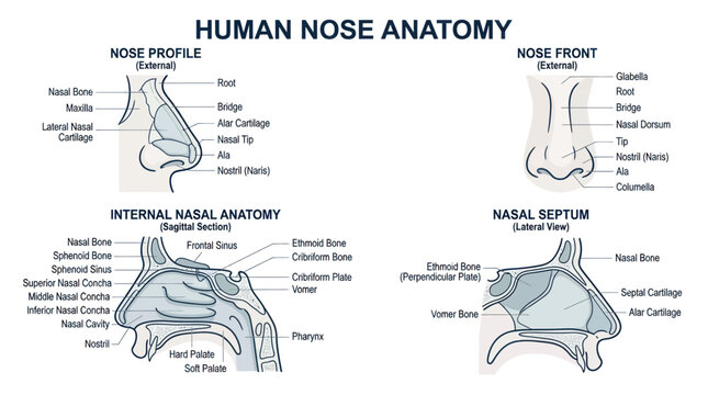 Human Nose Anatomy Diagram: External Profile, Front View, Internal Sagittal Section, Nasal Septum