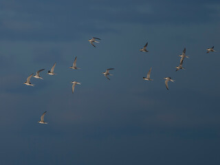 Fototapeta premium Little tern, Sternula albifrons