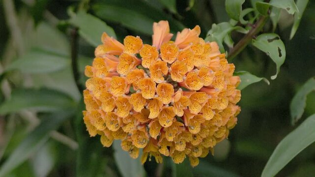 Black stingless bees feeding on an orange trailing lily flowers
