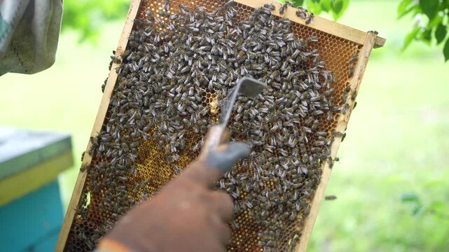 A beekeeper checks a beehive with a lot of bees in summer
