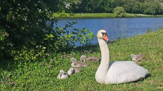 White mute swan with cute newborn cygnets resting on green grass by the river on a sunny day.
