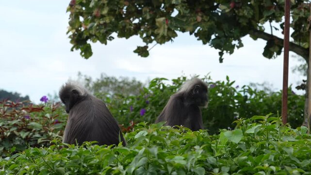 4K close up of two Dusky leaf monkeys sitting in green bushes