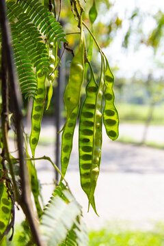 Translucent green seedpods of the Persian Silk Acacia (Albizia julibrissin), also known as Lankaran Acacia, hang from a branch in warm summer sunlight. Photographed in the historic Mediterranean
