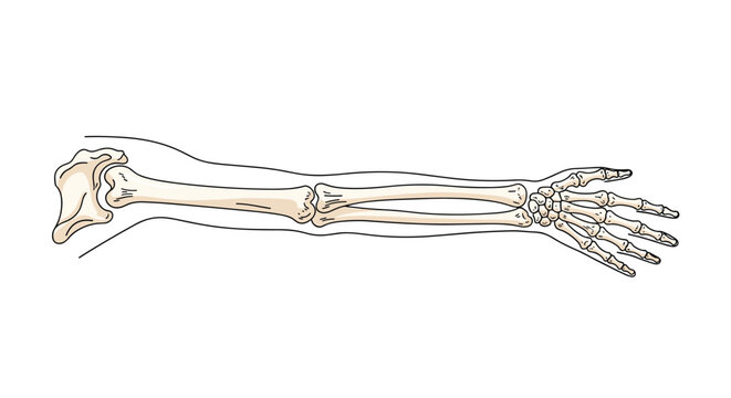 Anatomical illustration of the human arm and hand bones showing the humerus radius ulna and carpals in a detailed medical diagram.