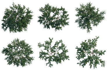 Fototapeta premium Punica granatum tree plan, top view, cutout, transparent background, isolate, Set of tree canopies from aerial perspective for landscaping and game design elements.