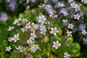 Fototapeta premium Delicate white flowers with pink accents blooming among green foliage in a spring garden