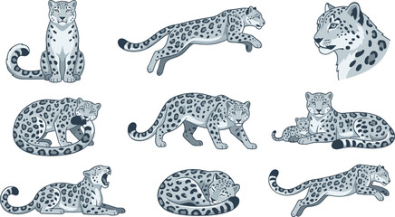 Snow leopard vector character set featuring wild big cats in various poses like running leaping sitting sleeping roaring and walking isolated on white background © MdMehedi
