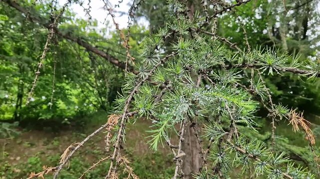 The larch hermes is a small sucking pest of conifers. Larch conifer infestation by the larch hermes. The characteristic white fluffy secretions serve as protection for the larvae