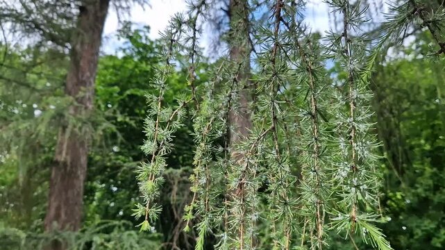The larch hermes is a small sucking pest of conifers. Larch conifer infestation by the larch hermes. The characteristic white fluffy secretions serve as protection for the larvae