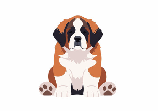 Cute Saint Bernard Puppy Sitting Forward Facing