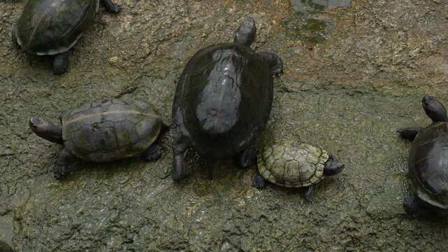 4K close up of an Asian pond turtle crawling forward 