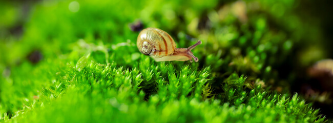 snail on green moss macro 5 © Percy